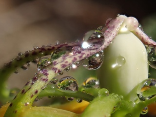 P1124703a.jpg